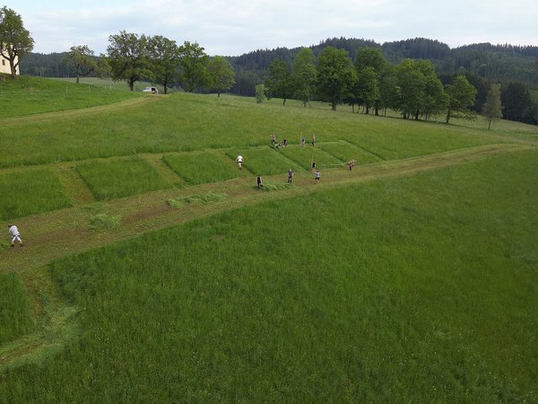 Landesentscheid Sensenmähen